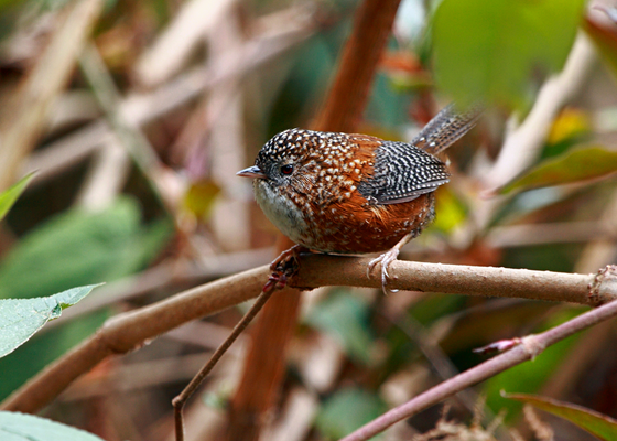 Bar-winged Wren-Babbler