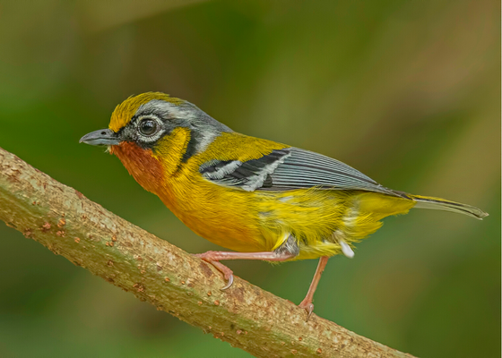 Black-eared Shrike-Babbler