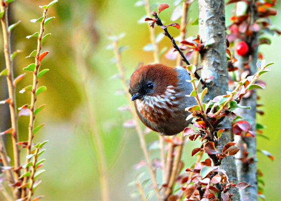 Brown-throated Fulvetta