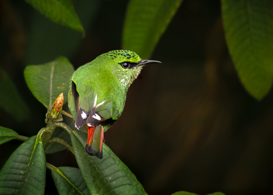 Fire-tailed Myzornis