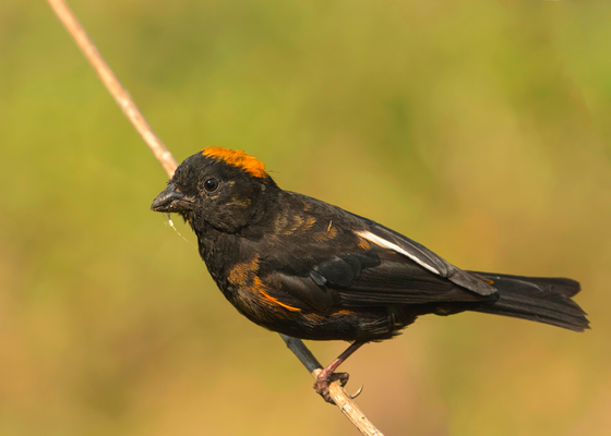 Gold-naped Finch