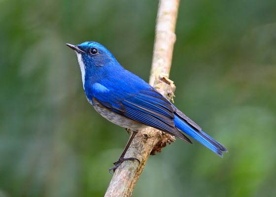 Himalayan Bluetail