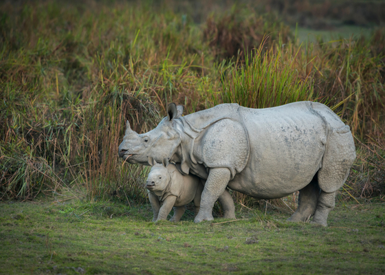 Indian rhinoceros