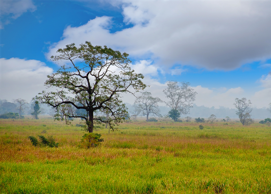 Kaziranga National Park