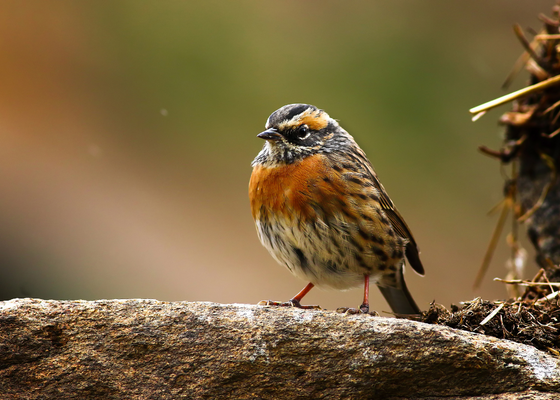 Rufous-breasted Accentor