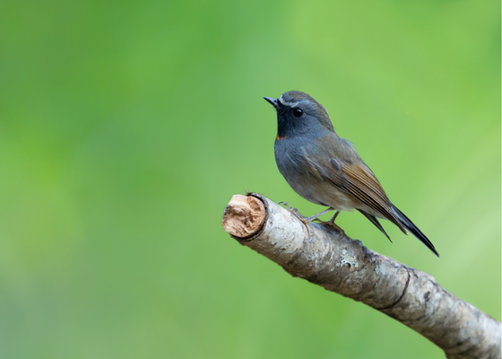 Rufous-gorgeted Flycatcher