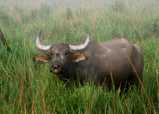 Wild water buffalo
