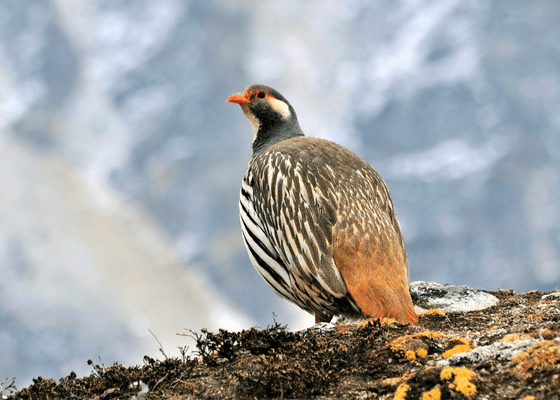 birds_of_ladakh