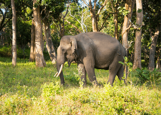 asian_elephant_in_south_india
