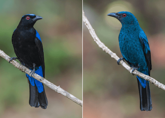 asian_fairy_bluebird_male_and_female