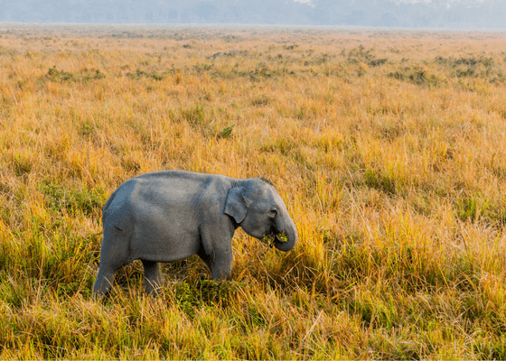 assam_bird_sanctuary