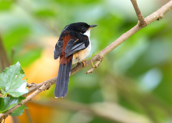 best_time_to_visit_assam