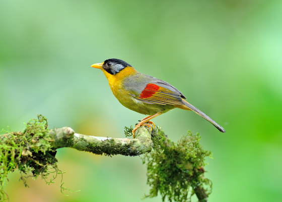 best_time_to_visit_dibrugarh