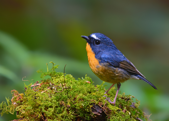 best_time_to_visit_tinsukia