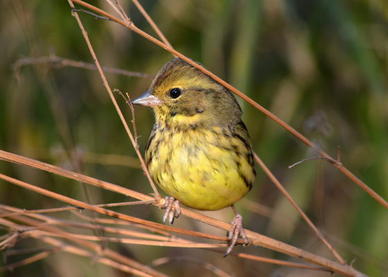 bird_photography_near_guwahati