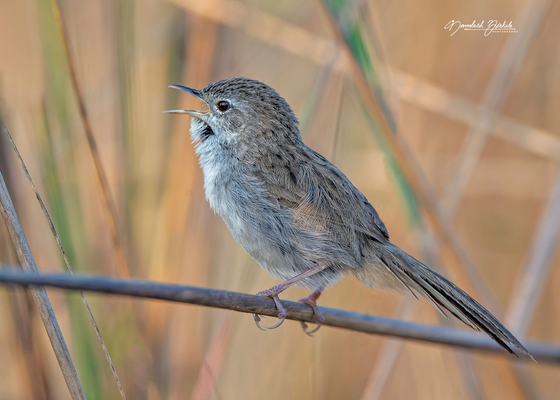 bird_photography_near_me