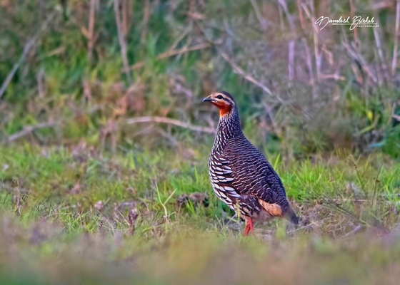 bird_photography_tinsukia