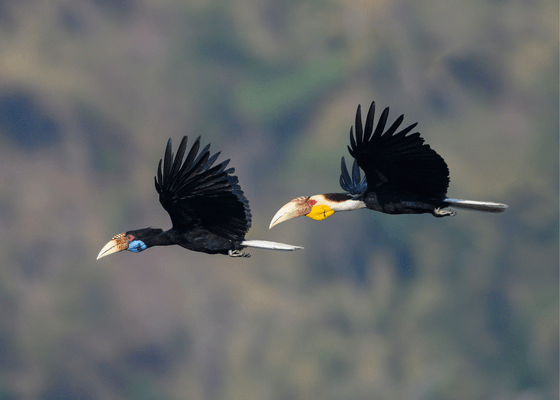 bird_watching_in_kaziranga