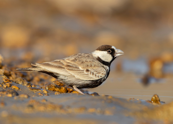bird_watching_in_rajasthan