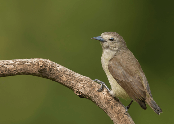 bird_watching_in_south_india