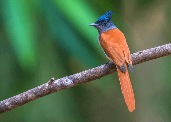 bird_watching_south_india