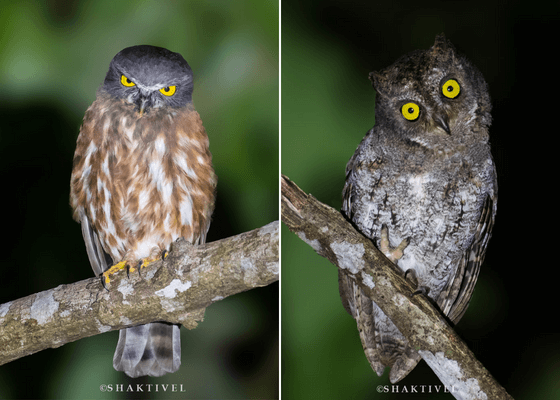 bird_watching_tours_chidiya_tapu