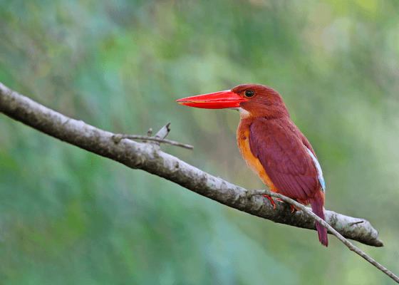 bird_watching_tours_sunderbans