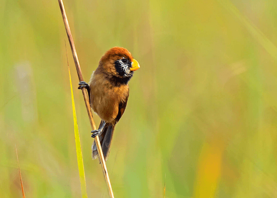 birding_day_trip_from_guwahati