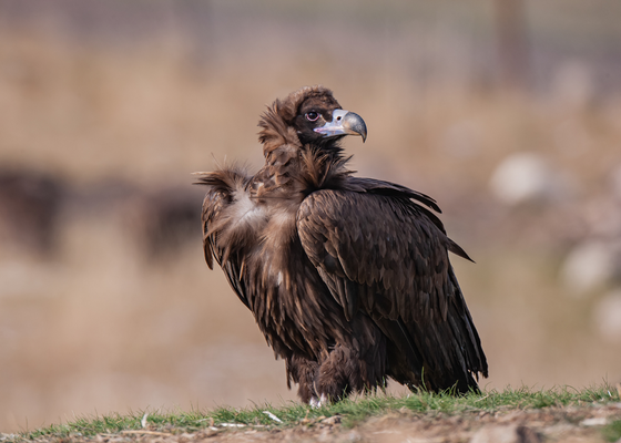 birding_hotspots_near_bikaner