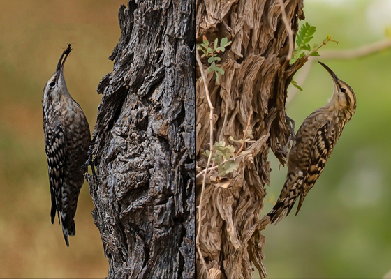 birding_in_desert_national_park