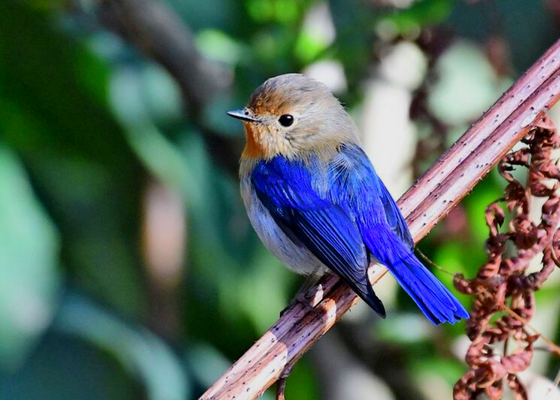 birding_in_dibrugarh
