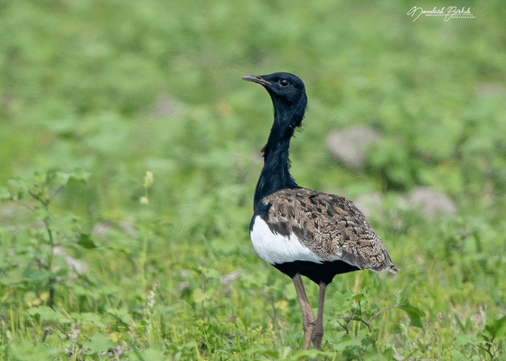 birding_in_kaziranga_national_park