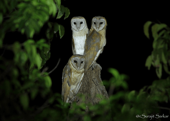 birding_in_manas_national_park