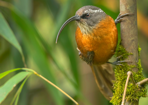 birding_in_near_arunachal_pradesh
