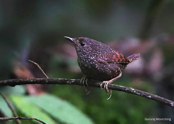 birding_in_north_east_india