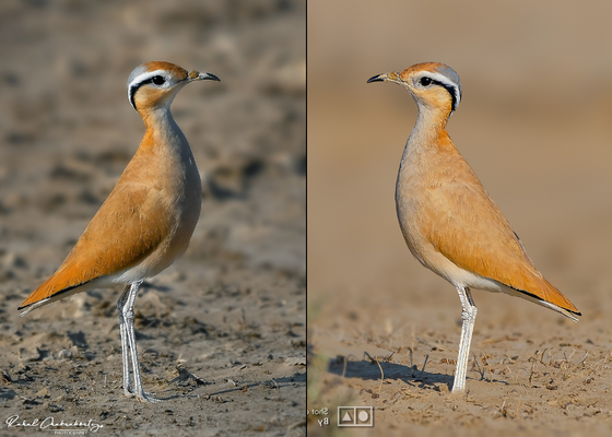 birding_in_rajasthan