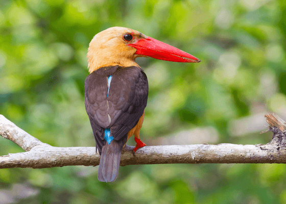 birding_in_sundarban