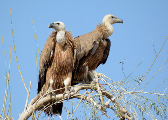 birding_near_bikaner