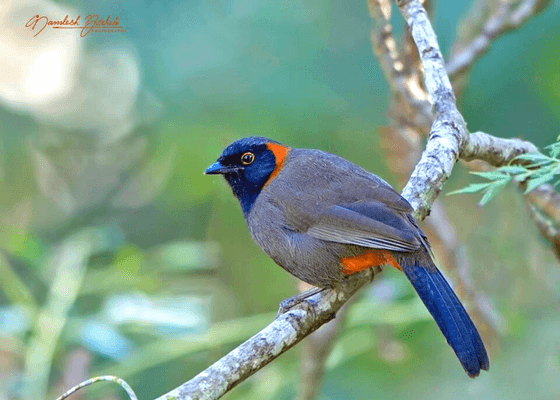 birding_near_guwahati