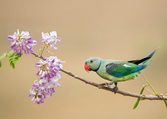 birding_south_india
