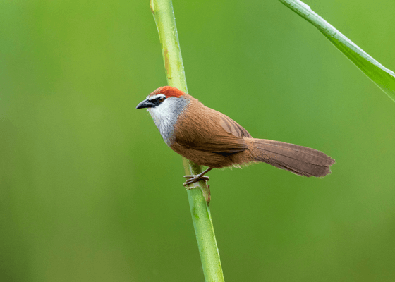 birding_spots_in_guwahati