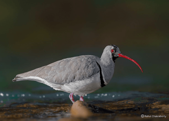 birding_tours_chidiya_tapu