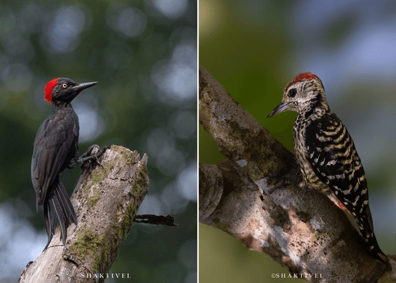 birding_tours_in_port_blair