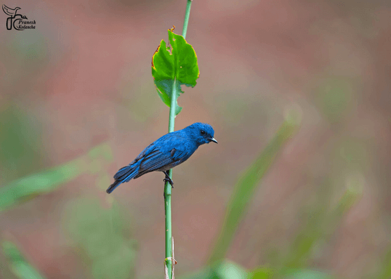 birds_of_south_india