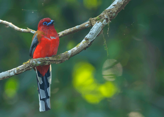 birdwatching_in_guwahati