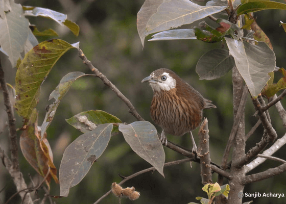 birdwatching_in_nepal