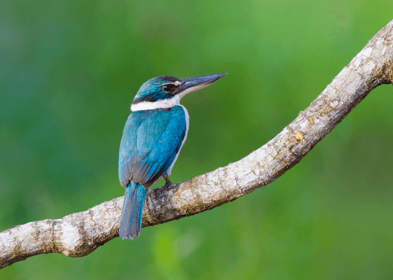 birdwatching_tours_package_in_assam