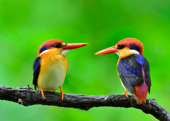 black_backed_dwarf_kingfisher