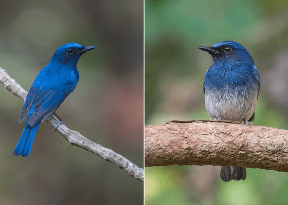 blue_throated_blue_flycatcher_white_bellied_blue_flycatcher