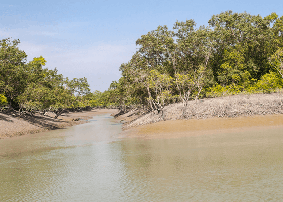 boat_safari_in_sunderbans